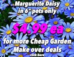 Marguerite Daisy Button Pic Blue copy