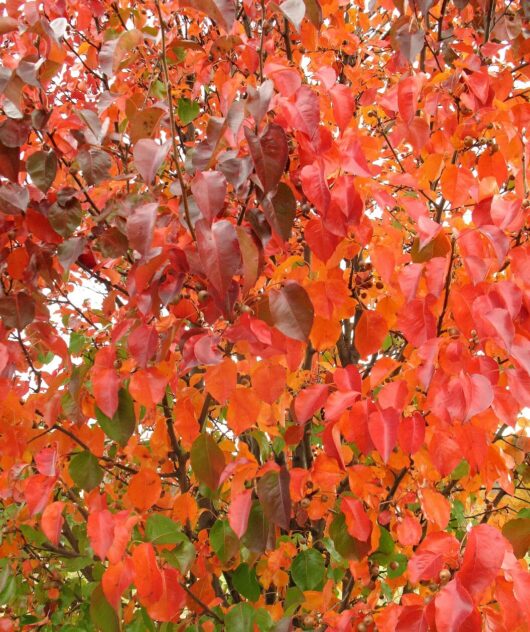 Autumn leaves in shades of red and orange on a Pyrus 'Cleveland' Ornamental Pear 13" Pot tree.