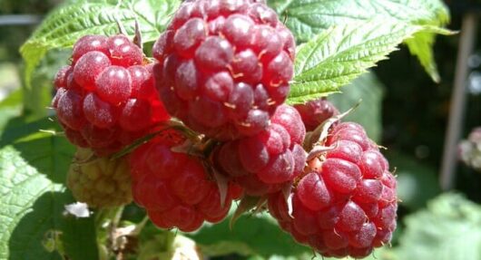 Rubus 'Willamette' Raspberry 6" Pot