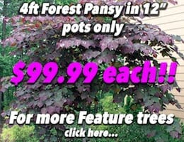 12 potted Forest Pansy Banner copy