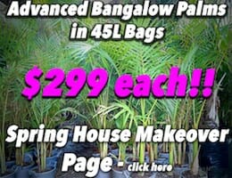 Advanced Bangalow Palms Button Pic copy