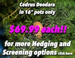 Cedrus Deodara Button Pic copy