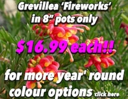Grivillea Fireworks Button Pic copy