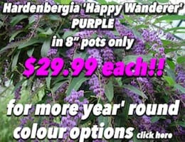 Hardenbergia 'Happy Wanderer' PURPLE Button Pic copy