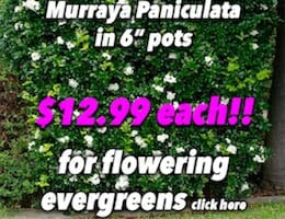 Murraya Paniculata Button Pic $12.99 copy