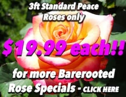 Peace Rose Button Pic copy
