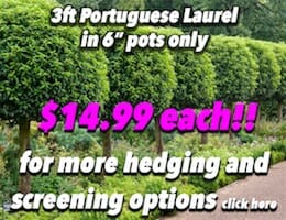 Portuguese Laurel Button Pic copy