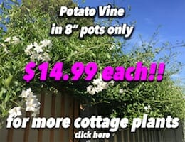 Potato Vine Button Pic copy