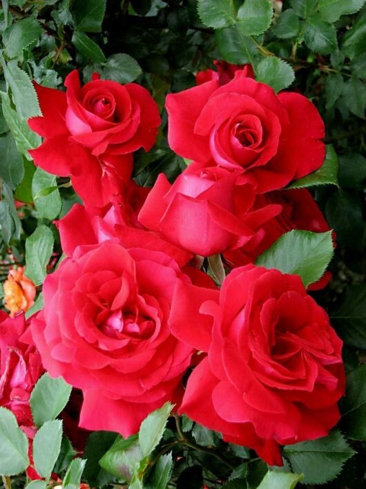 A grouping of vibrant Rose 'La Marseillaise®' 2ft Standard blooms in full display, encircled by lush green foliage.