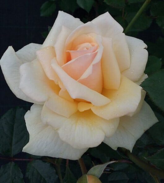 A white and yellow Rose 'Rustica' 2ft Standard (Bare Rooted) rose is growing in a garden.