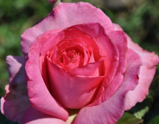 Rose 'Esmeralda'