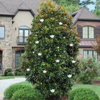 A large tree with white flowers in front of a house.