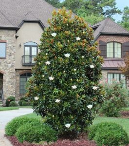 A large tree with white flowers in front of a house.