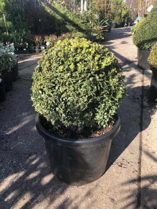 A large, round Buxus 'English Box' Topiary Ball 20" Pot is placed on a concrete surface, surrounded by other potted plants in a nursery.