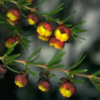 Close-up of Boronia megastisgma 'Brown' flowers, showing vibrant red and yellow blooms with green needle-like leaves, against a blurred background in a 6" pot.