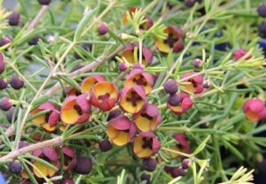Close-up of small brown and dark red Boronia megastigma 'Brown' flowers with needle-like green leaves in a 6" pot.