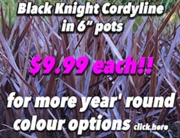 Black Knight Cordyline Button Pic copy