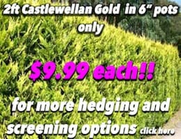 Castlewellan Gold Button Pic copy