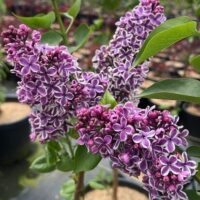 Close-up of Syringa 'Sensation' Lilac, showing clusters of purple flowers edged in white among green leaves in a garden or nursery setting.