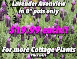 Lavendar Avonview Button Pic copy