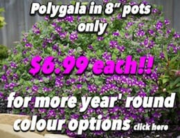 Polygala Button Pic copy