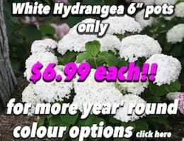 White Hydrangea Button Pic copy