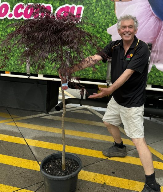 acer palmatum japanese maple inaba shidare weeping purple maple high grafted advanced tree with chris from hello hello plants nursery