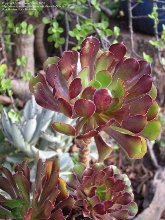 Close-up view of a vibrant Aeonium 'Purple Rose' succulent with glossy, red-tipped green leaves, set against a blurred background of other succulents.