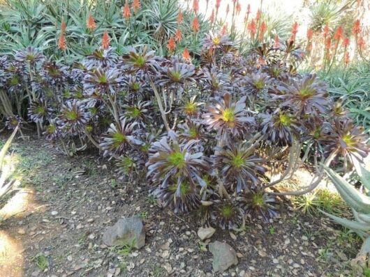 A garden bed featuring dark purple Aeonium 'Purple Rose' Succulent plants with rosette leaves, interspersed with tall red aloe flowers in a sunny setting.
