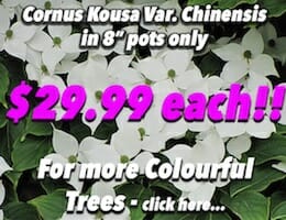 Cornus Kousa Var. Chinensis Button Pic copy