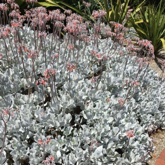 A garden of Cotyledon 'Silver Waves' Succulent plants with silver-grey foliage and clusters of small pink flowers in full bloom, under bright sunlight.