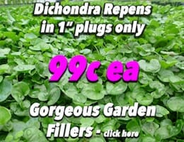 Dichondra Button Pic 1