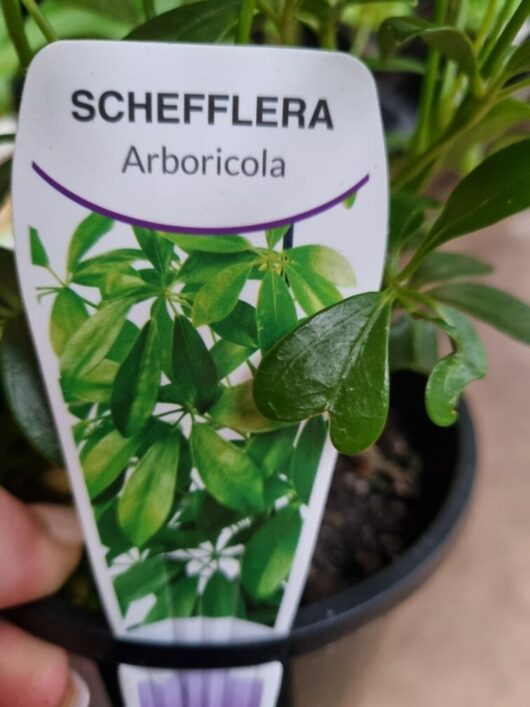 Schefflera arboricola 'Dwarf Umbrella Plant'