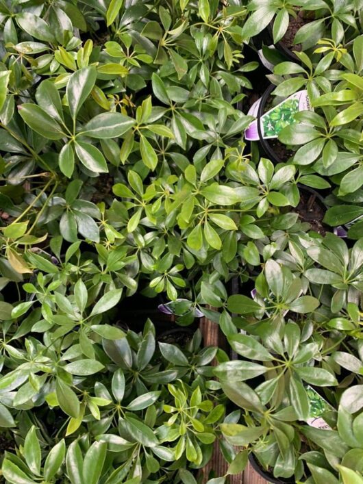 Schefflera arboricola 'Dwarf Umbrella Plant'