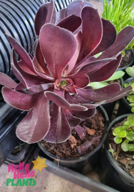 Aeonium 'Purple Rose' Succulent