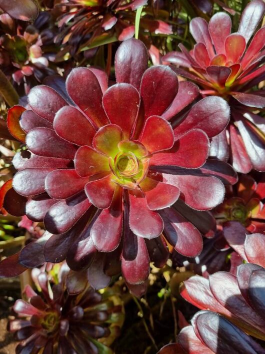 Aeonium 'Purple Rose' Succulent