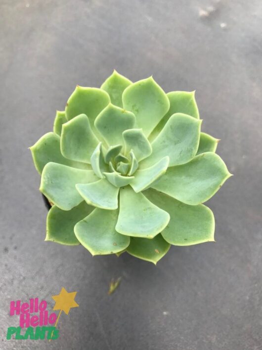 Echeveria 'Blue Echeveria' Succulent 6" Pot