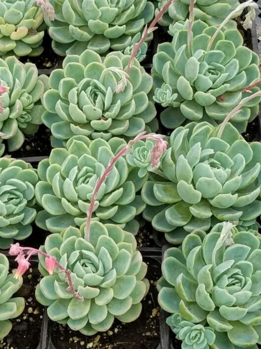 Echeveria 'Mexican Rose' Succulent plants, displaying thick green rosettes and a stem with small pink flowers, growing in black containers.