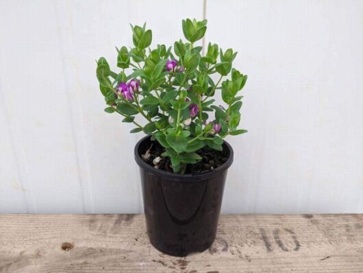 Polygala 'Little Bibi®' 3" Pot