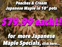Peaches & Cream Button Pic copy
