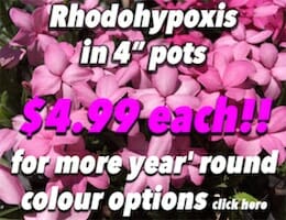 Rhodohypoxis Button Pic copy