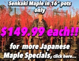Senkaki Maple Button Pic copy