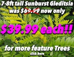 Sunburst Gleditsia Button Pic copy