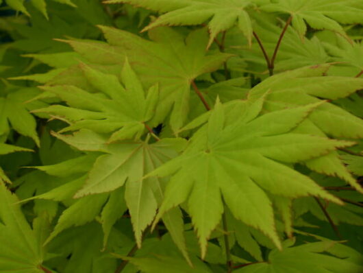 Lush green Acer 'Autumn Moon' Japanese Maple 10" Pot leaves in close-up view.