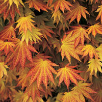 Autumn leaves of the Acer 'Autumn Moon' Japanese Maple displaying a gradient of colors from green to red in a 10" pot.