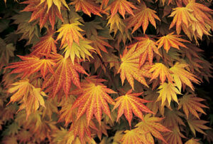 Autumn leaves of the Acer 'Autumn Moon' Japanese Maple displaying a gradient of colors from green to red in a 10" pot.