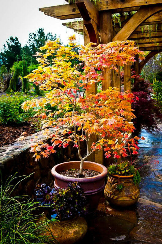 A vibrant Acer 'Autumn Moon' Japanese Maple 10" Pot in a 10" terracotta pot beside a wooden arbor in a lush garden.