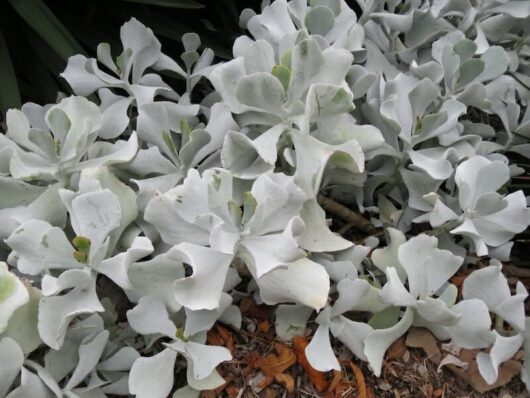 Cotyledon Silver Waves Succulent