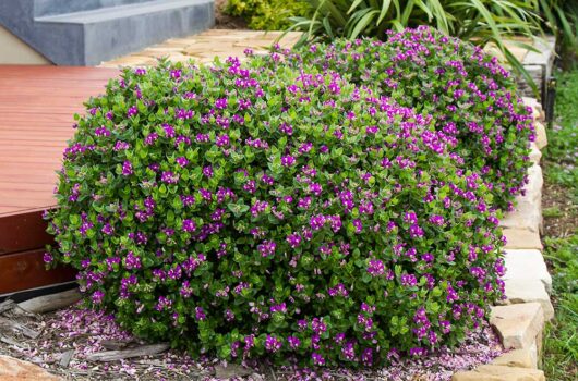 A Polygala 'Little Bibi®' 6" Pot bush with purple Polygala flowers in front of a wooden deck.