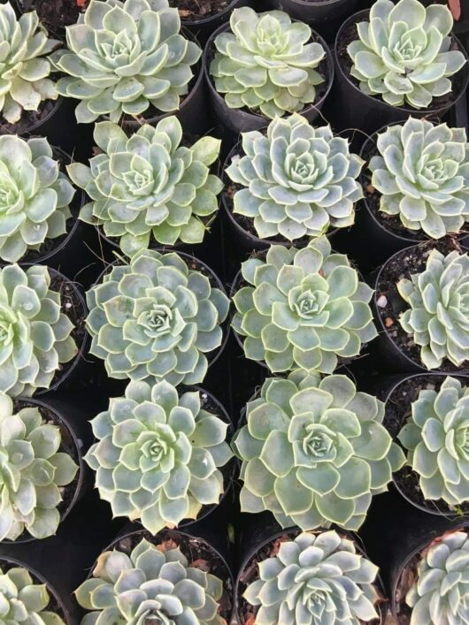 Echeveria 'Blue Echeveria' Succulent 3" Pot